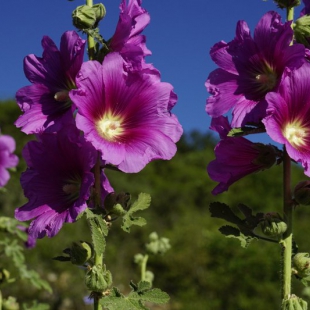 Alcea pallida